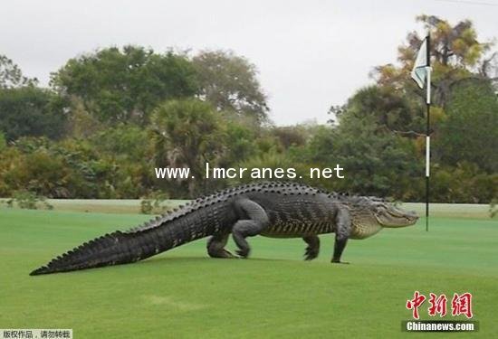 平衡吊,<a href='http://www.lmcranes.net/plus/list.php?tid=18' target='_blank'><u>悬臂吊</u></a>,<a href='http://www.lmcranes.net/a/3/3-1/2015/0618/488.html' target='_blank'><u>旋臂吊</u></a>,<a href='http://www.lmcranes.net/plus/list.php?tid=19' target='_blank'><u>KBK悬挂起重机</u></a>,靖江<a href='http://www.lmcranes.net' target='_blank'><u>龙马起重</u></a>